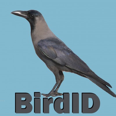 Major updates at BirdID