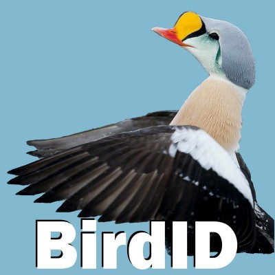 BirdID APP!